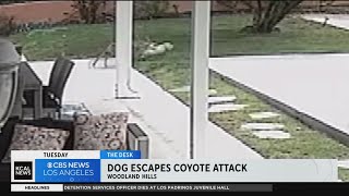 Coyote attacks dog in Woodland Hills backyard [upl. by Backler934]