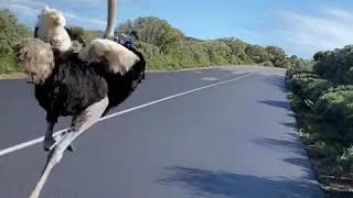 Ostrich chases cyclists in South Africa [upl. by Ecinom]