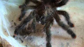 Avicularia aurantiaca [upl. by Anitap]