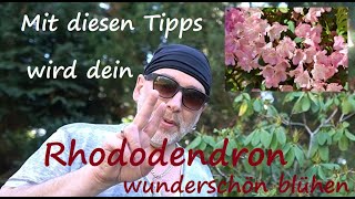 ✅Rhododendron Pflege Tipps Düngen gießen Standort schneiden Pflanzen pflegen  Blüten entfernen [upl. by Un35]