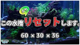 変わり果てた水景をリセットして陰性水草水槽に大変身！３ヵ月の経過と管理 ／アクアリウム ／レイアウト／ブセファランドラ／アヌビアスナナ／立ち上げ [upl. by Rudiger452]