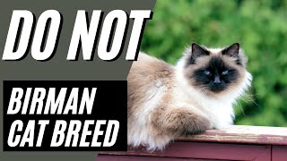 7 Reasons You SHOULD NOT Get a Birman Cat [upl. by Anu]