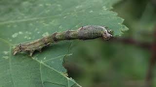 Moth Caterpillar selyan1980 [upl. by Inavoj337]