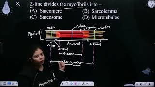 Zline divides the myofibrils into ampndashampnbsp [upl. by Ylro]