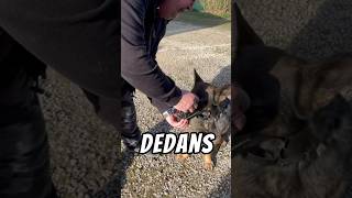 Apprentissage de la muselière en méthode positive  ✅ chien dogshorts dog [upl. by Risa]