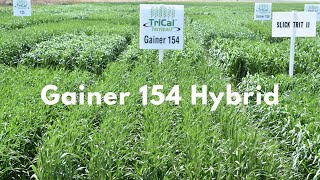 Gainer 154 Hybrid Triticale [upl. by Boothman]