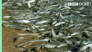 Why Are These Fish Beaching Themselves  BBC Earth [upl. by Ymac490]