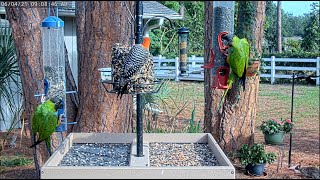 LIVE 4K Bird Feeder Cam in Nokomis Florida [upl. by Grizelda223]