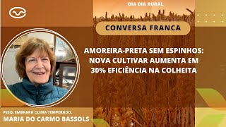 Amoreirapreta sem espinhos nova cultivar aumenta em 30 eficiência na colheita [upl. by Schechinger]