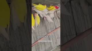 LoveBirds Breeding Progress reggaeton cover birds aviary youtubeshorts viralvideo javabirds [upl. by Ash]