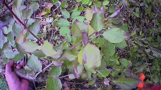 Autumn pruning and thinning of cornus mas trees using a simple pruning shear amp battery mini chainsaw [upl. by Yrallih739]