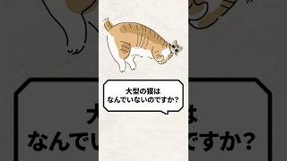 Q：大型の猫ってなんでいないの？ 猫 猫好きさんと繋がりたい ねこ [upl. by Hawger653]