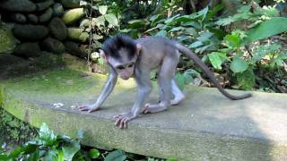 Cute baby macaque monkey in Ubud [upl. by Idnor]