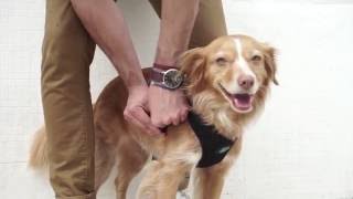 How to put on a Mesh Dog Harness [upl. by Eniahs]