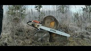 Stihl 076aveq  41quot Duromatic Bar  Finnish Knotty Spruce [upl. by Aisor]