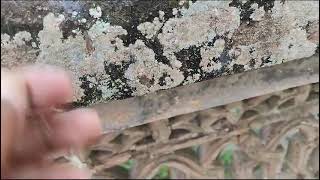 Crustose Lichen demonstration [upl. by Lotsirb]