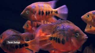 pseudotrophers socolofi cichlid [upl. by Hitt]