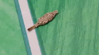 Ive never seen this like this before but I search it and found out Case Bearing Moth Larvae [upl. by Aires584]