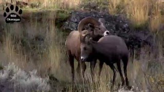 Wild Okanagan California Bighorn Rut [upl. by Montford]