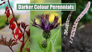 Garden Noir Embrace the Dark Side with These 8 Stunning Perennials [upl. by Atnim]