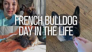 French Bulldog Day In The Life  New Home Edition [upl. by Enomor]