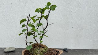 Shaping a Cercis siliquastrum in bonsai 20 mai 2024 [upl. by Namyh]