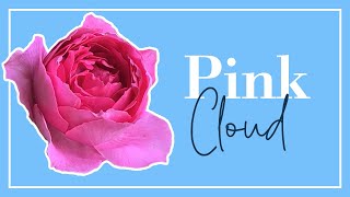 Le rosier quotPink Cloudquot [upl. by Aynav]