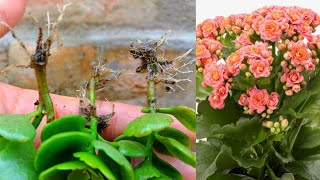 How to propagate kalanchoe  Kalanchoe propagation  how to grow kalanchoe plant from cuttings [upl. by Olsewski]