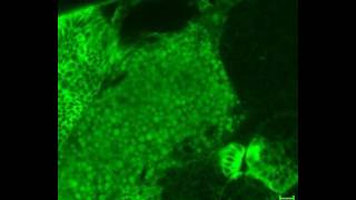 Cell Sheet Morphogenesis Dorsal Closure in Drosophila melanogaster as a Model System Suppl Vid 2 [upl. by Unni]