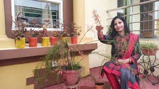 Growing Russelia or Firecracker plant at home [upl. by Perni]