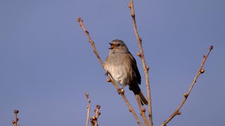 Singing Dunnock 2023 [upl. by Gamages]