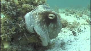 Camouflaged Octopus Makes Marine Biologist Scream Bloody Murder [upl. by Nayek563]