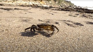 Scoil na Mara  Episode 3  Fun in the intertidal zone [upl. by Atikahs]