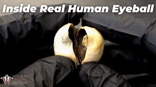 The Coolest Eyeball Video Youll Ever See [upl. by Adlihtam268]