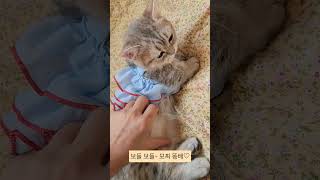 통통살이오른똥배 cat kitten 고양이 cute baby [upl. by Ramoj]