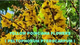 Yellow Poinciana Flowers Peltophorum pterocarpum [upl. by Peti]