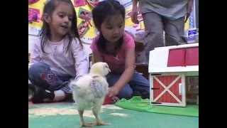 Our Chicks Have Hatched  A HomeSchool Connection [upl. by Nimar503]