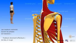Lépaule antepulsion ou élévation antérieure du bras [upl. by Gottlieb]
