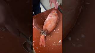 La rascasse en portefeuille  tiktok fishing edit fish art seafood pourtoi capcut youtube [upl. by Codee]