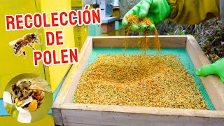 ¿Cuánto puede Producir una Colmena  Polen amp Miel 🍯 [upl. by Cecilius]