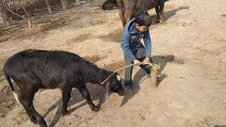 Baby Buffalo Care  Dairy farming [upl. by Alejandra]