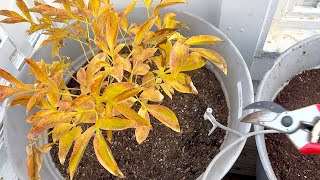 Cutting Back Peonies to Overwinter [upl. by Kendyl]