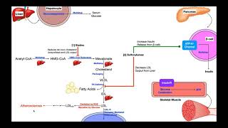 Cardiac Pharmacology Part 1  Statins amp Diabetics Drugs [upl. by Kohl]