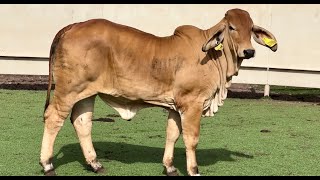 JampJ Cattle Co Auction Lot 1 Gentle Red Brahman Replacement Heifer [upl. by Iral624]