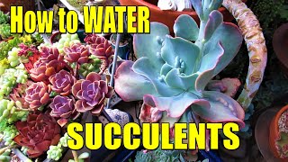 HOW and WHEN to WATER SUCCULENTS  Comprehensive Guide [upl. by Tirrell]