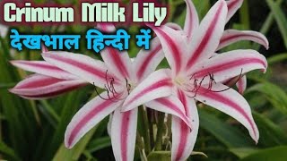 Crinum Milk Lily Bulbs White pink Color Flower बरसात में चलने वाला बहुत सुंदर फूल का पौधा [upl. by Narej102]