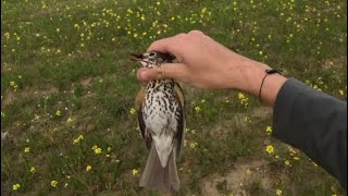 KKTC20232024 Cikla Avı 4  Cyprus Turdus Huntingκυπριακό turdus κυνήγι [upl. by Ldnek]