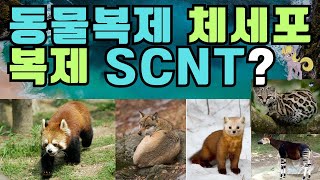 동물 복제 체세포복제 SCNT 동물 멸종동물 animal 복제 야생동물 [upl. by The871]