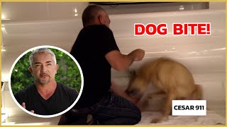 Cesar Millan gets bitten by an insecure dog  Cesar 911 [upl. by Francoise174]