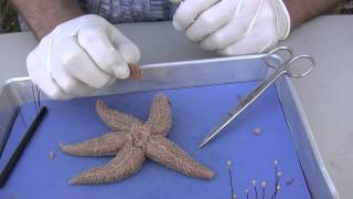 Starfish Dissection [upl. by Htebzile773]